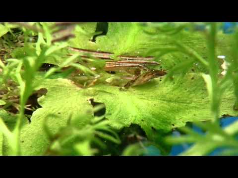 Freshwater Needlefish, Xenentodon cancila